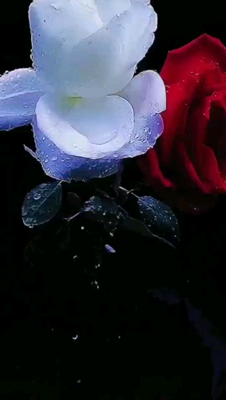 早上好