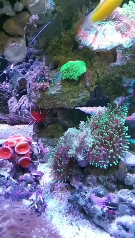 年年有魚