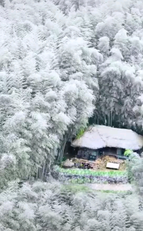 雪松路