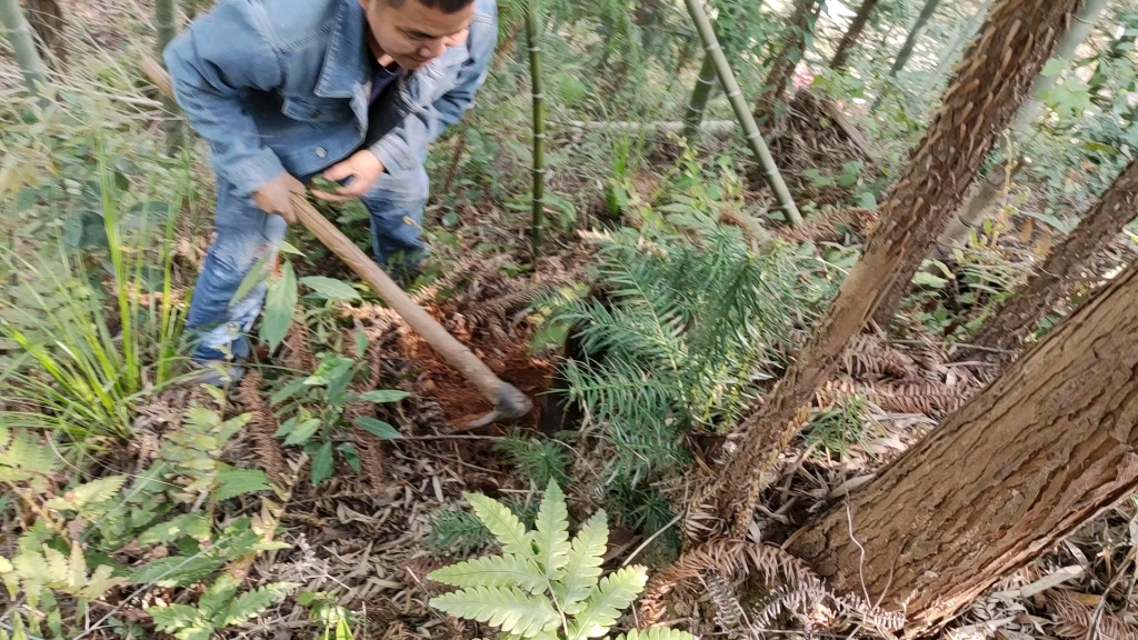 工地沒(méi)活干，挖筍去！