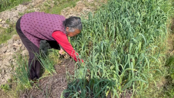 奶奶80多了