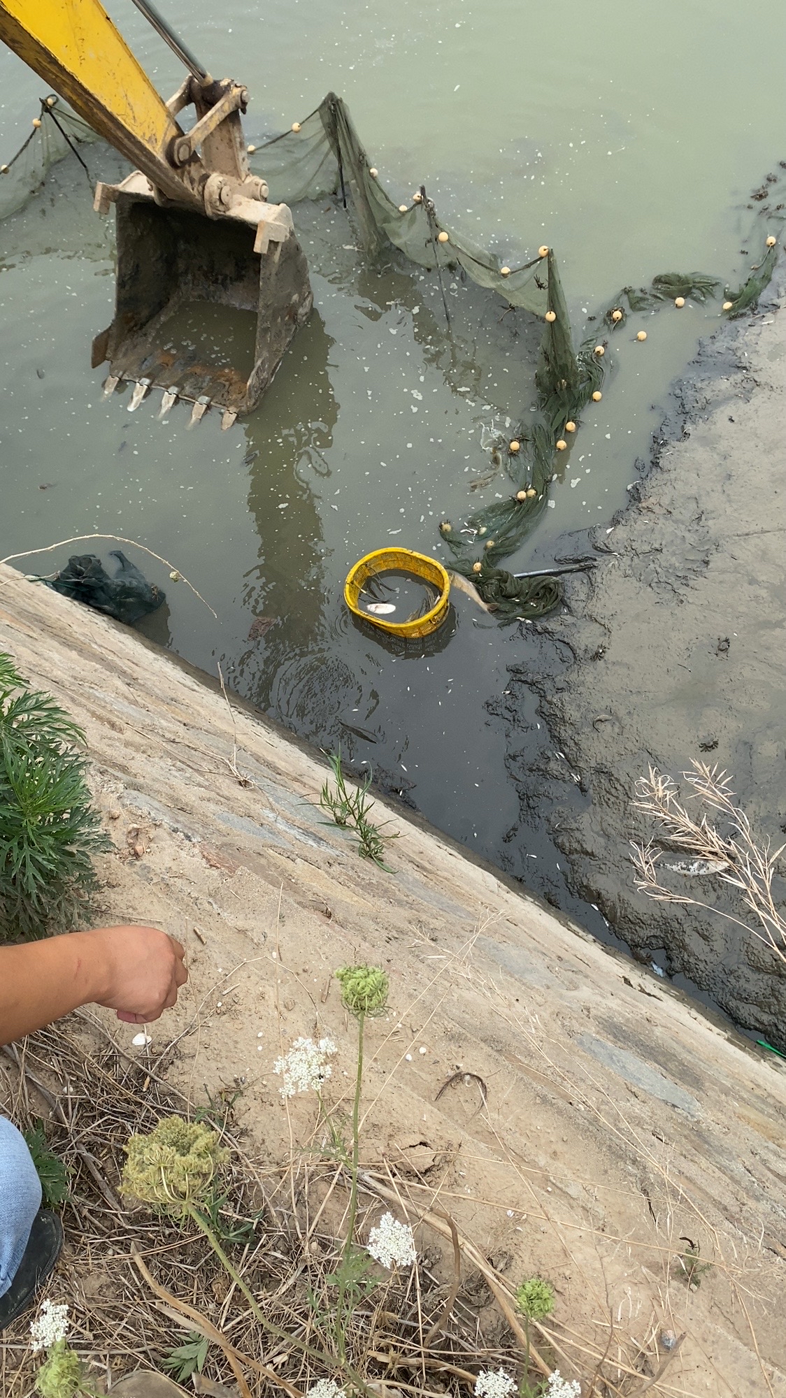 加班搞鱼🐟