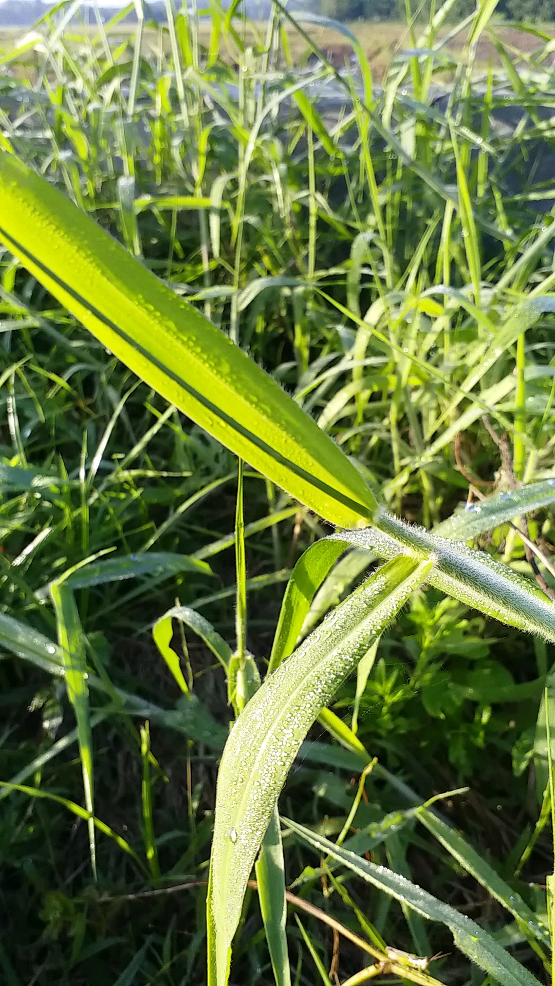 清晨