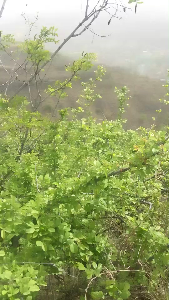 山里，空氣好，繼續(xù)挖機干活，我曬