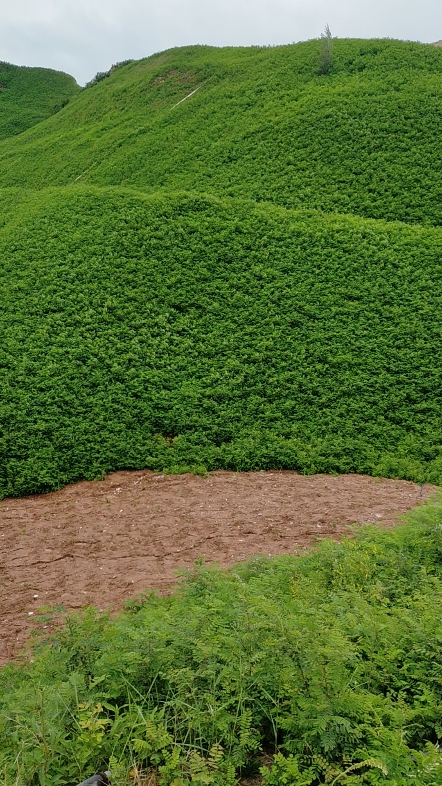 開采后的治理，枯山變青山