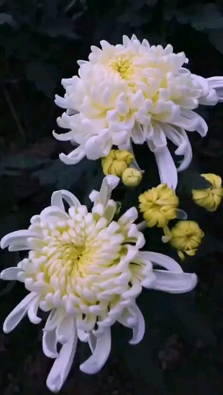 菊