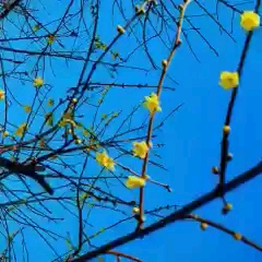 梅花