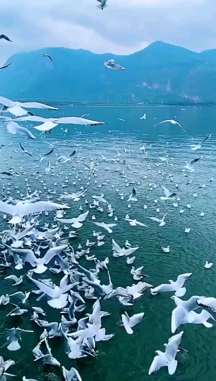 海鷗