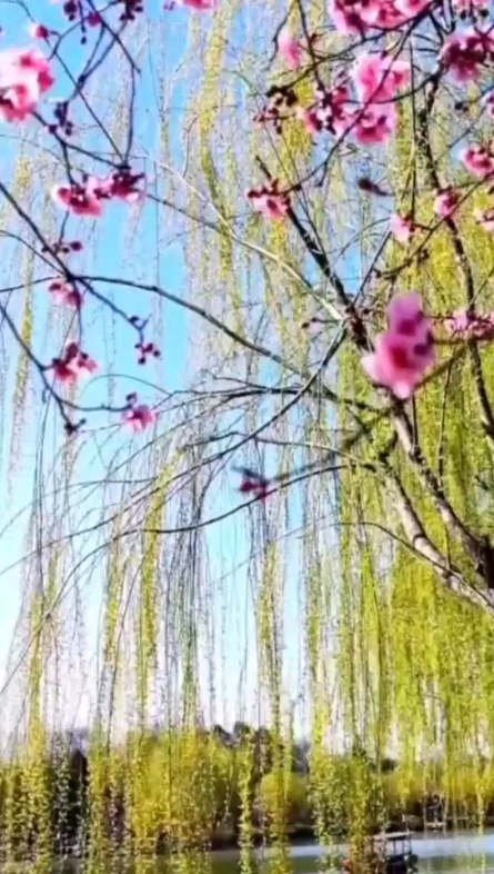春色桃花