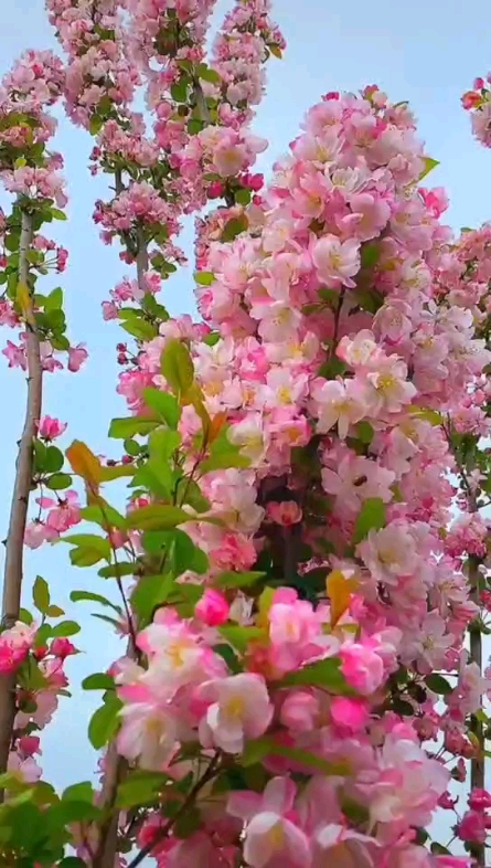 春色迷人