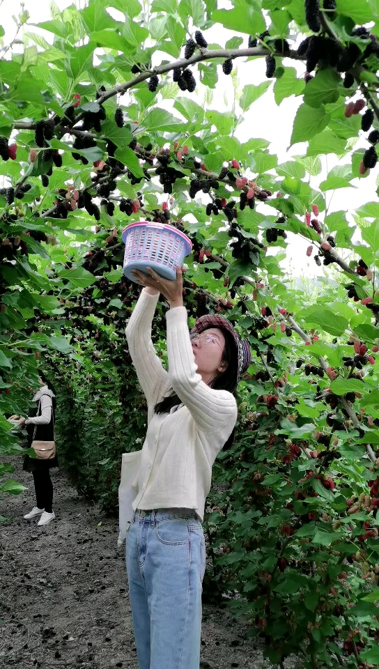 桑椹