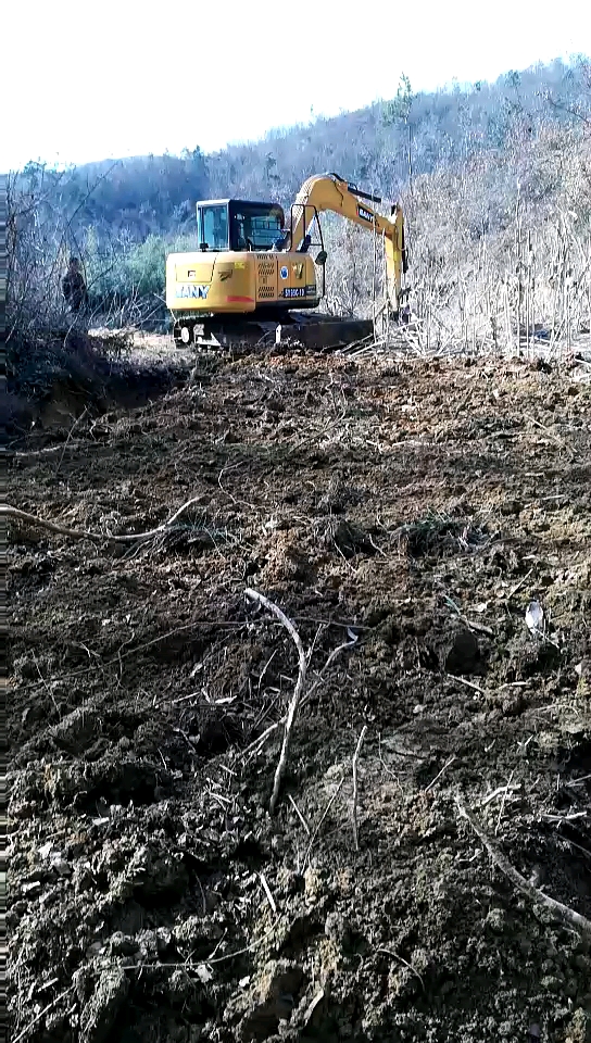 新年初一挖树兜