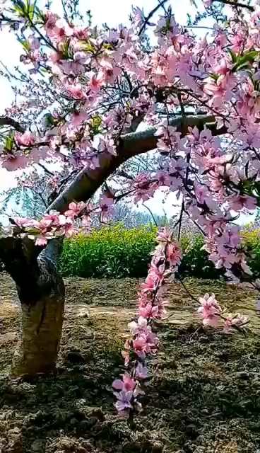 春色桃花