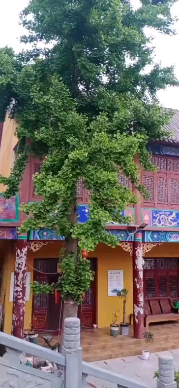 早上好