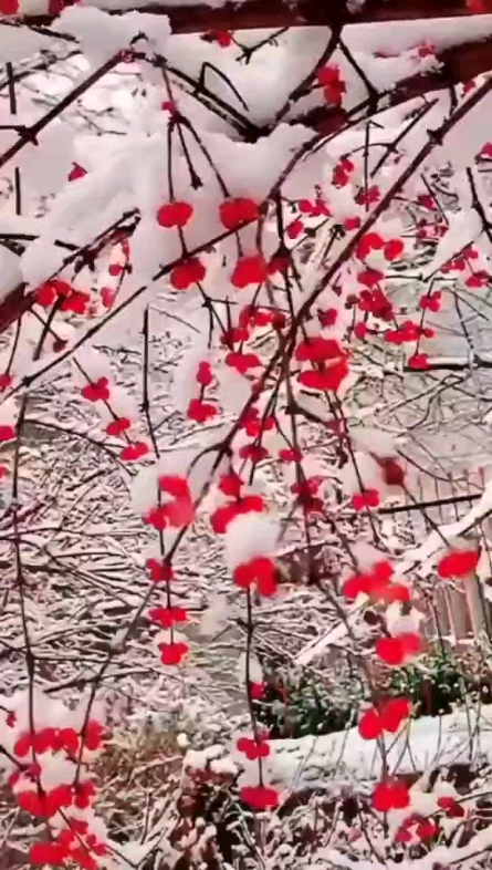 瑞雪兆紅梅