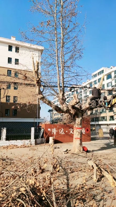 給法桐理個(gè)發(fā)