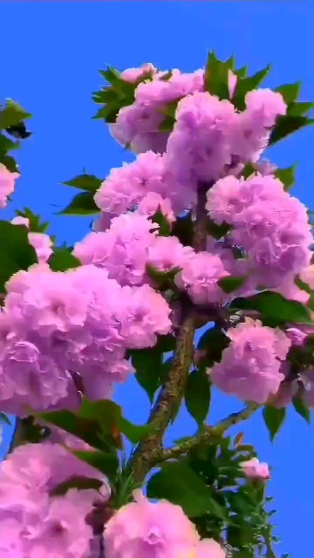 櫻花