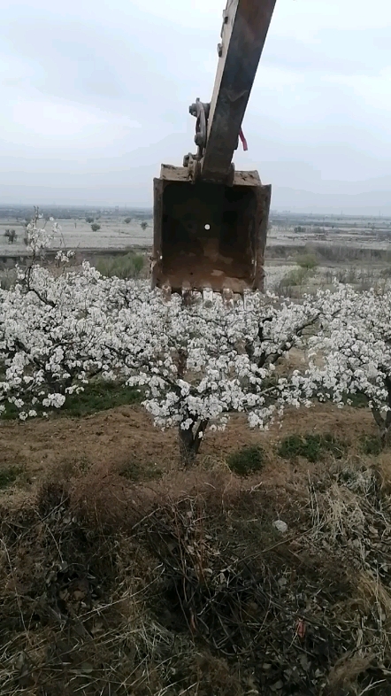 一望無際的梨花[表情]海