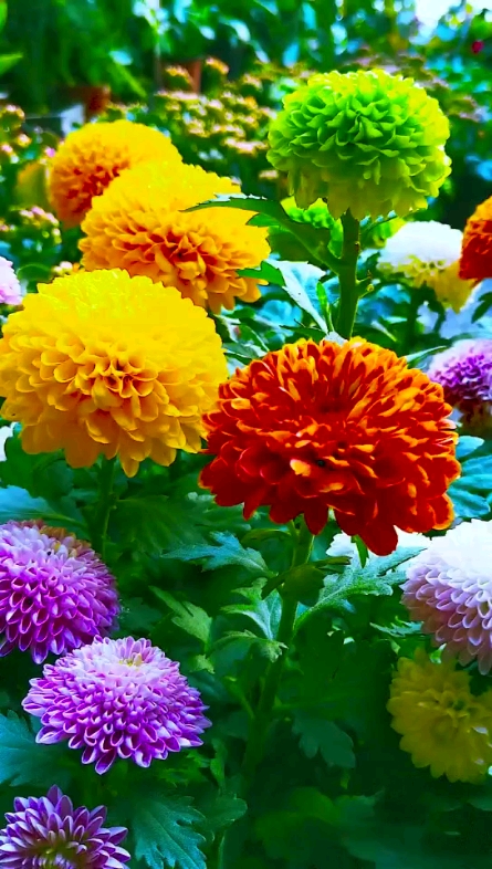 看花開花落落