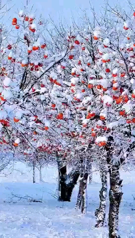 瑞雪，一點(diǎn)紅