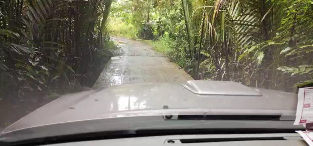 热带雨林的感觉