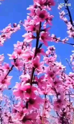 春暖桃花