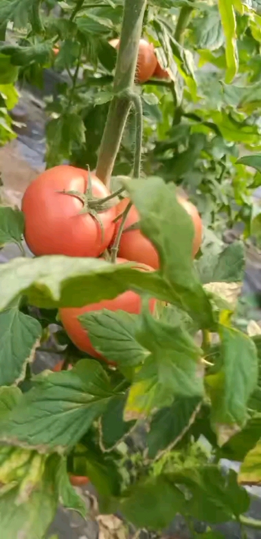 大棚疏菜