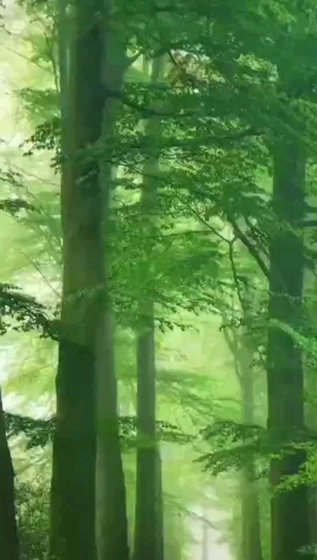 天然氧吧