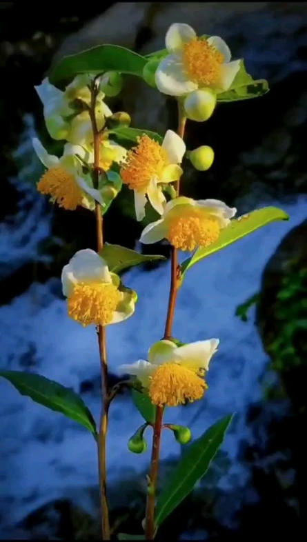 茶花美