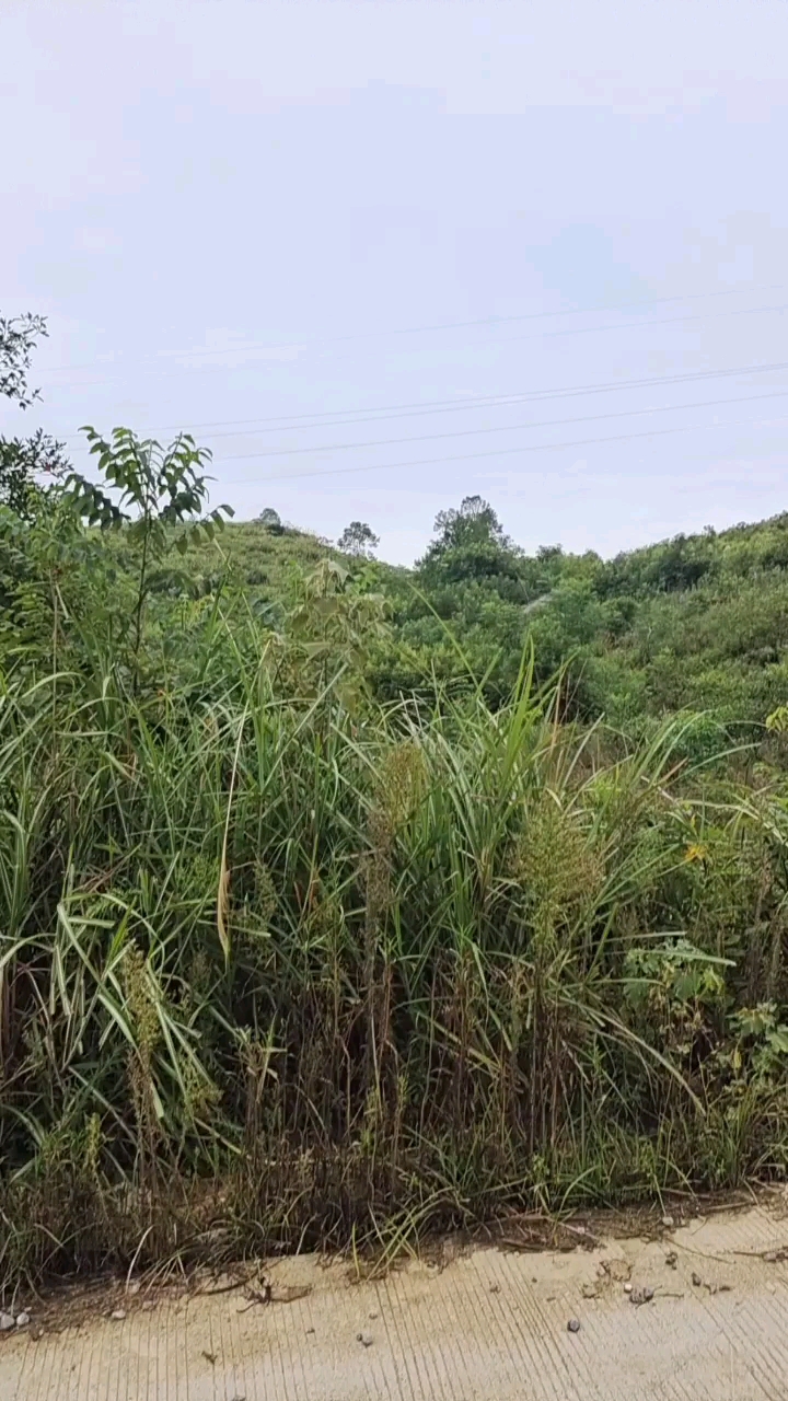 迁坟项目