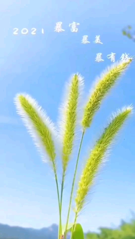 祝福2021
