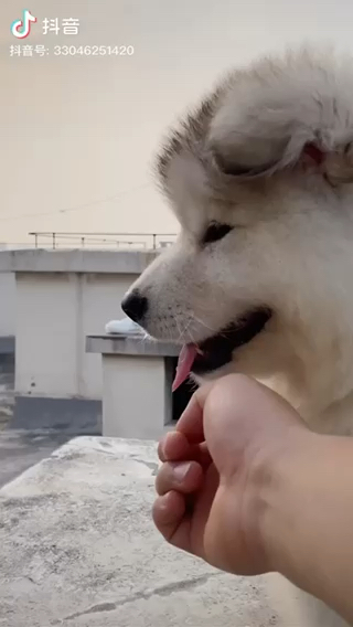 狗狗