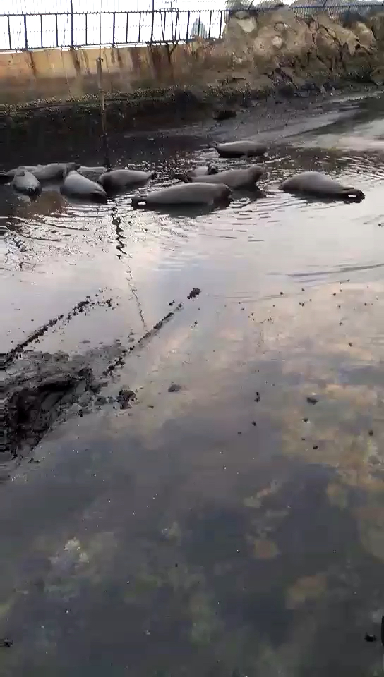 刺激，在動物園里干活兒