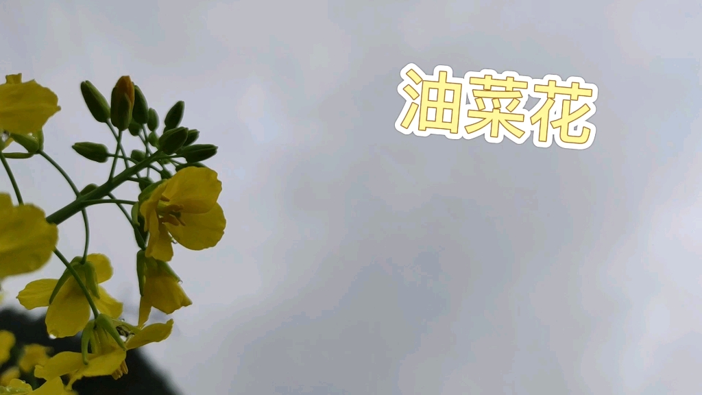 沒事賞賞油菜花?。?！