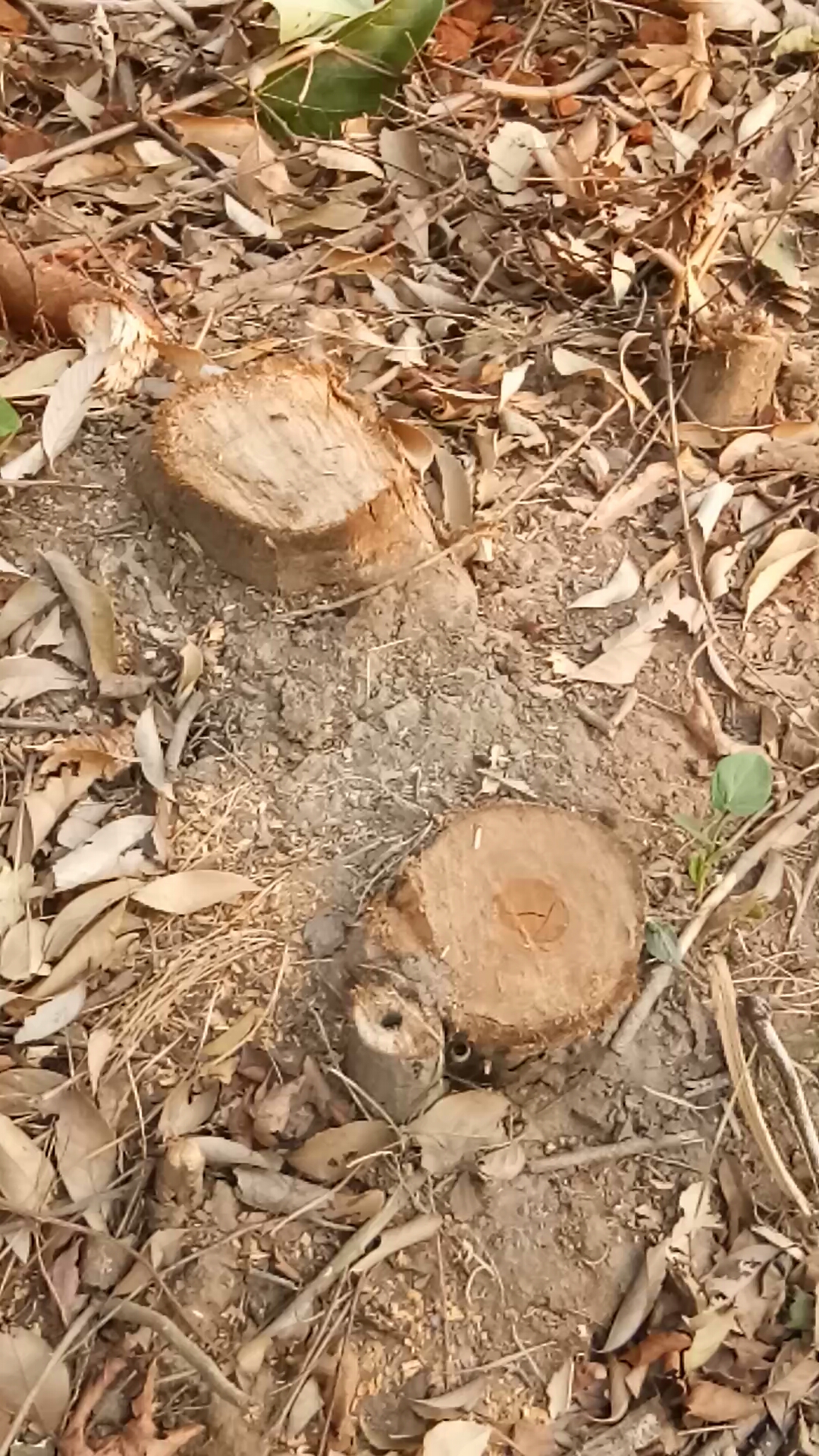 【國慶打卡第六天】接著翻山……