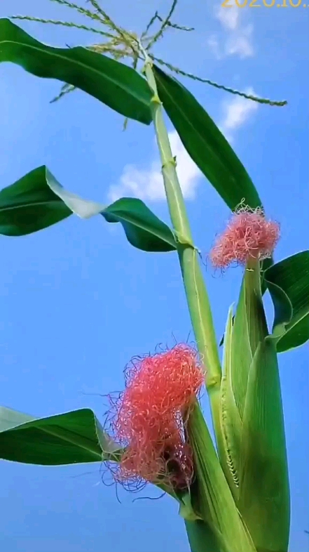 舞起來