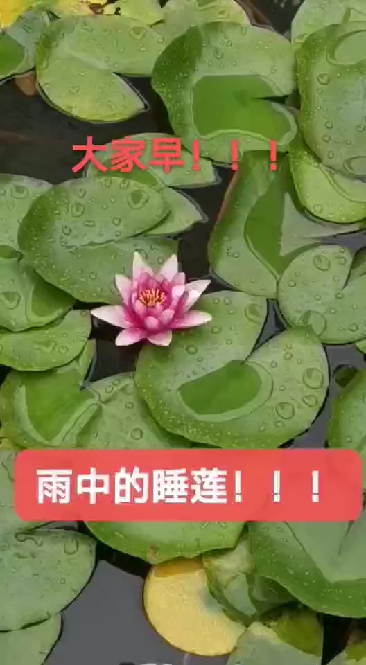 出污泥，兒不染