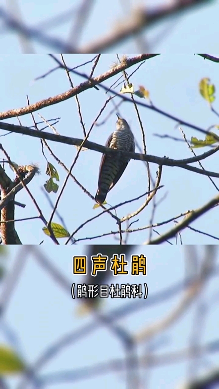 歌唱，中華