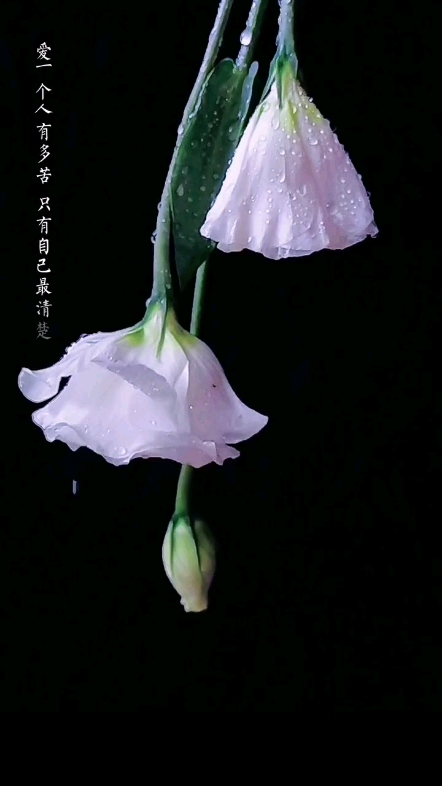 愛(ài)[表情]，恨