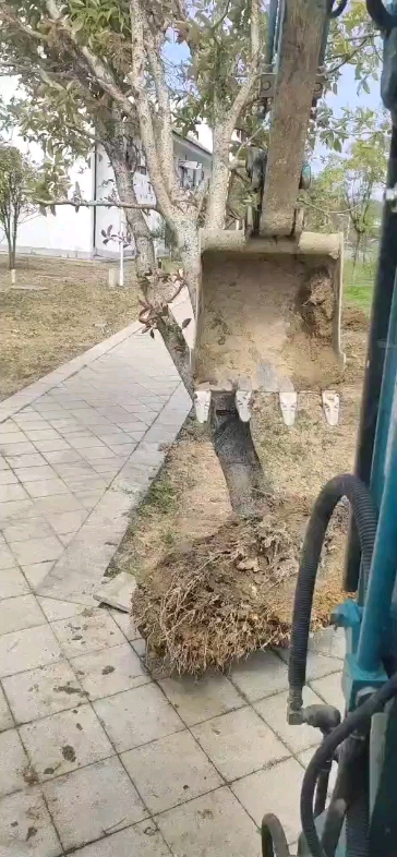 植樹造林