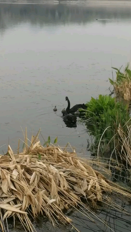 幸福的一家