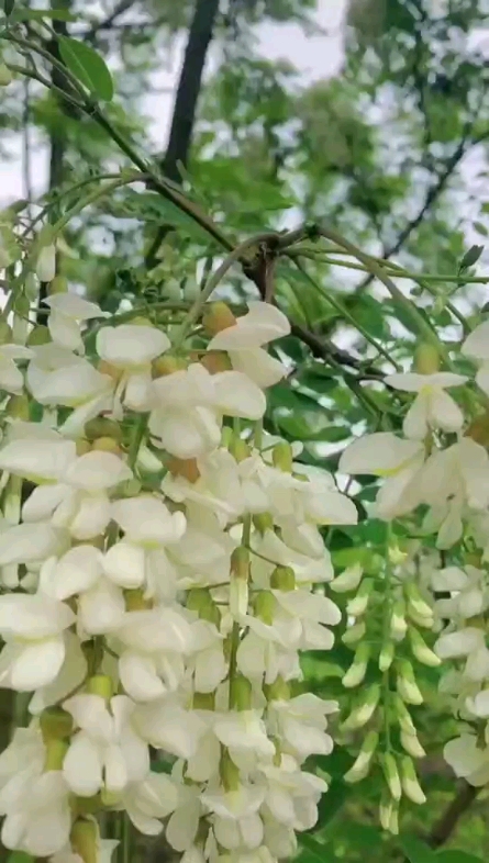清新槐林