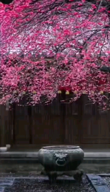 多情的雨