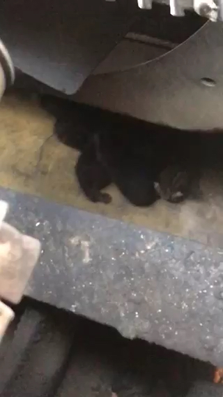 检查机油水箱发现一堆猫仔