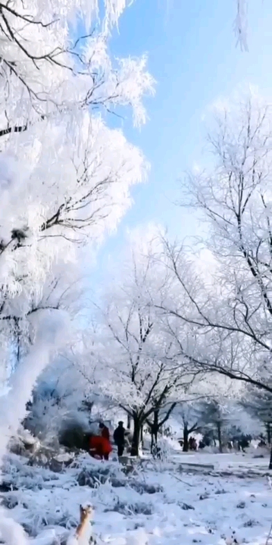 雪棉