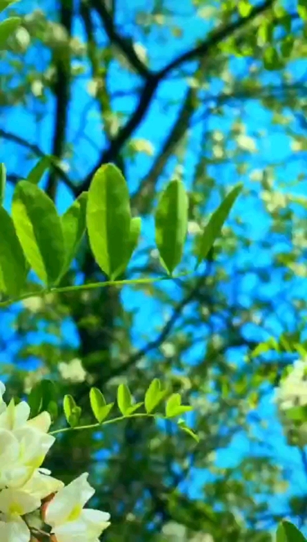 有見槐花香