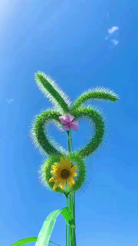 夏日的風(fēng)