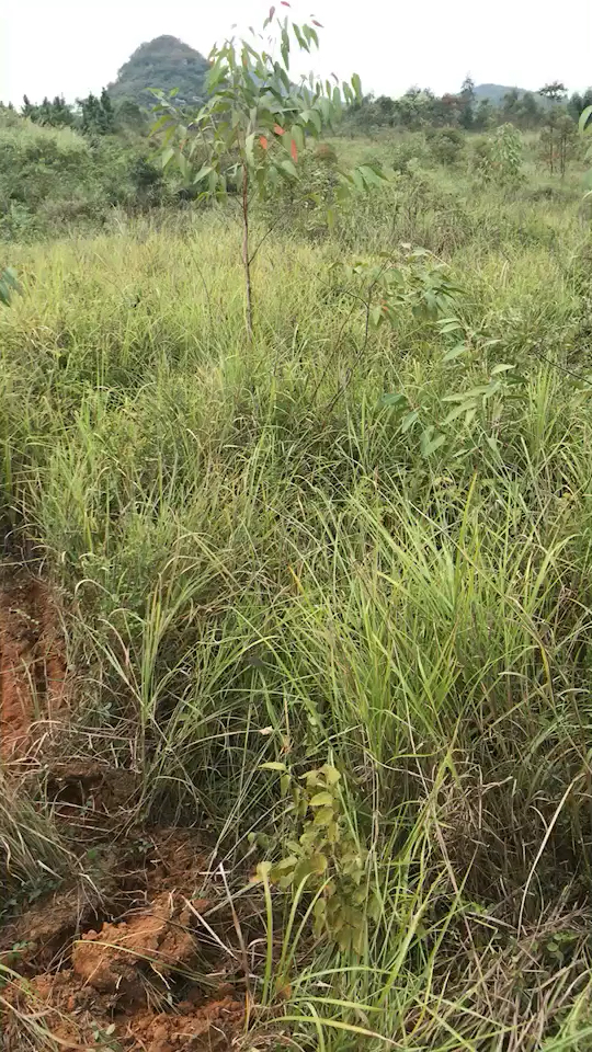 草太多難搞