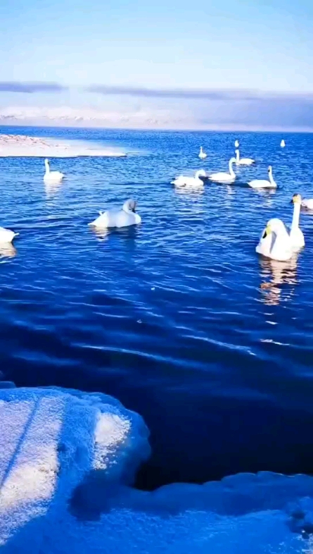 天鵝湖