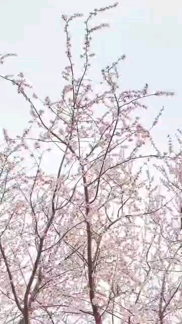 櫻花